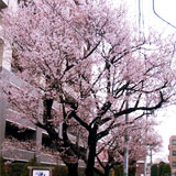 調布お花見マップ；ハリウッドの大寒桜の写真