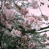 調布お花見マップ；都立神代植物公園・ジンダイアケボノの写真